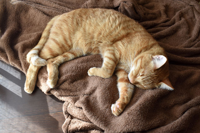 Ginger cat sleeping on a soft brown blanket.