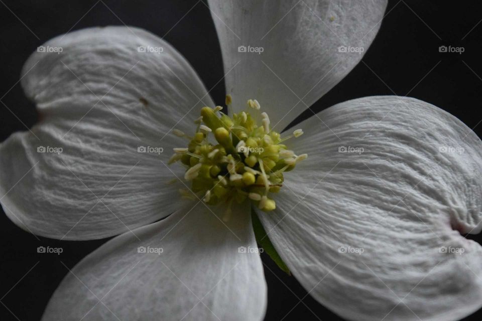 Dogwood Flower