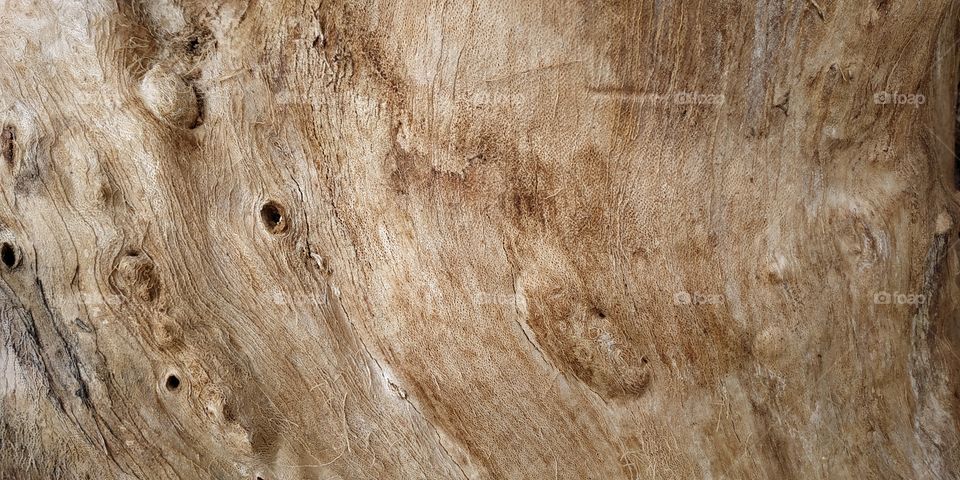 Inner of the bark of a huge Ficus Benjamin, present in the company's park for which I work.