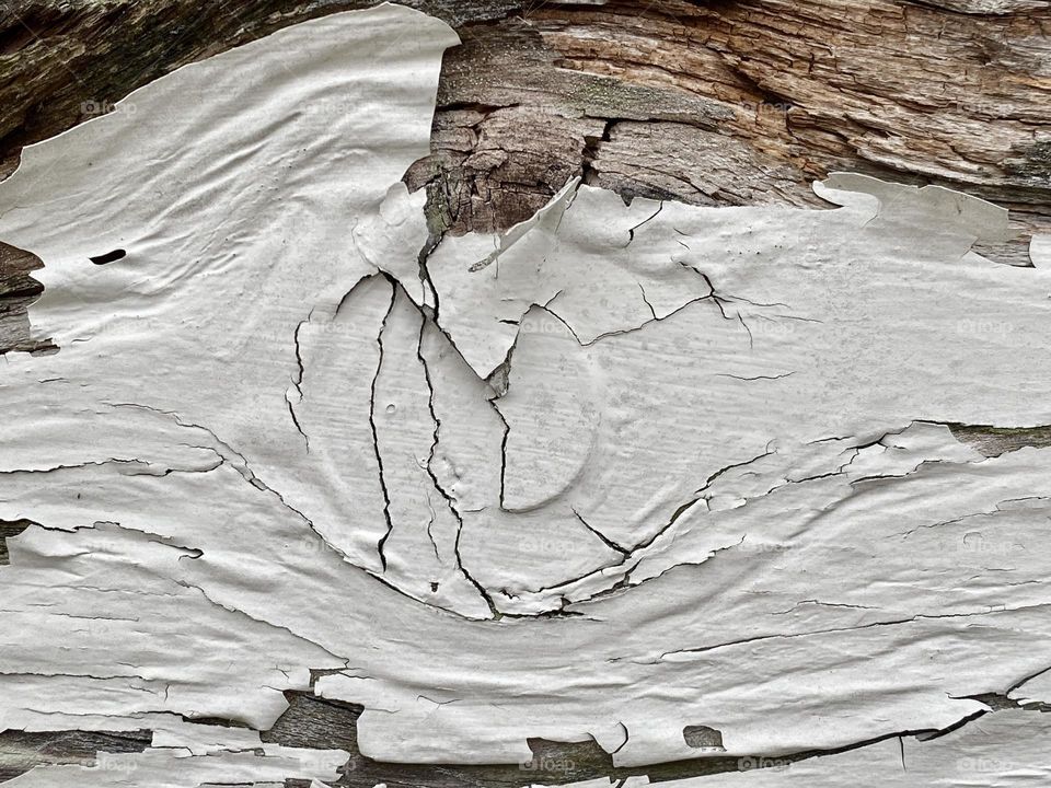 Peeling paint on a knotty piece of old weathered barn wood