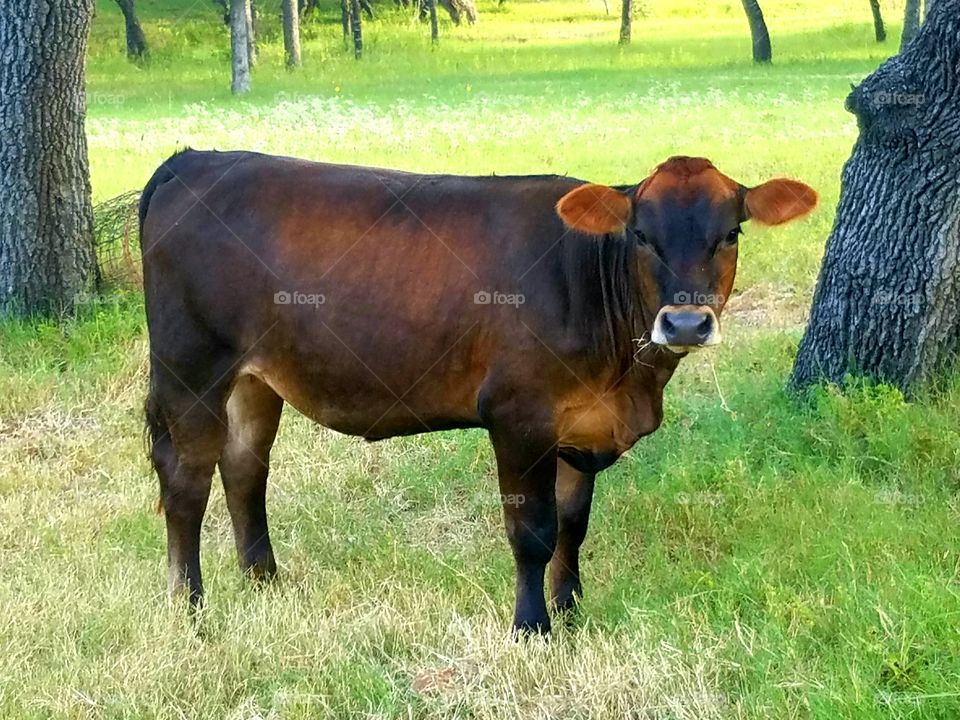 brown calf