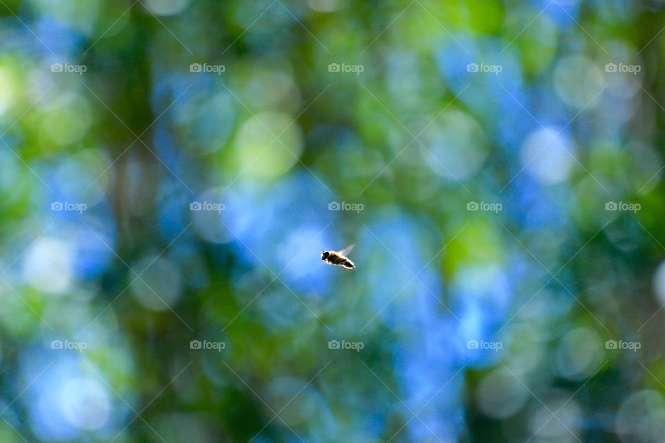 Big world, little Hoverfly.. How small this fly is compared to the three dimensional vastness of it's environment is brought into sharp focus.