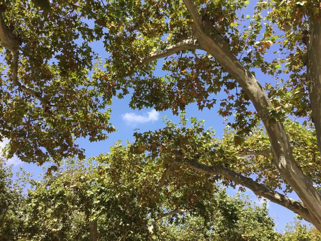 Beautiful Blue sky and green trees