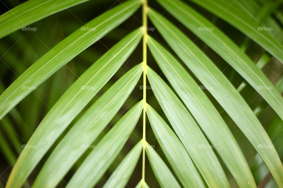 Leaf