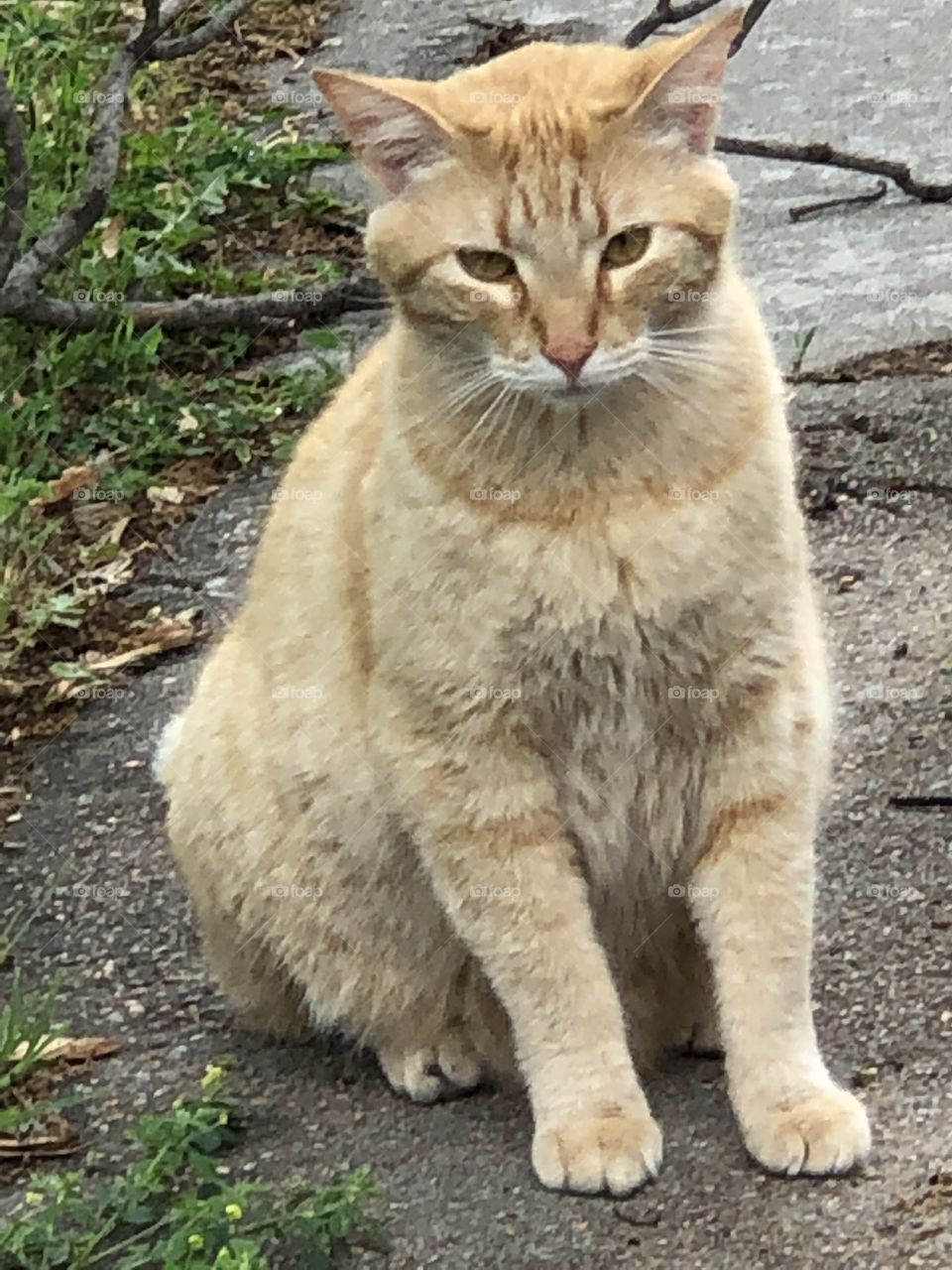 A neighbor cat