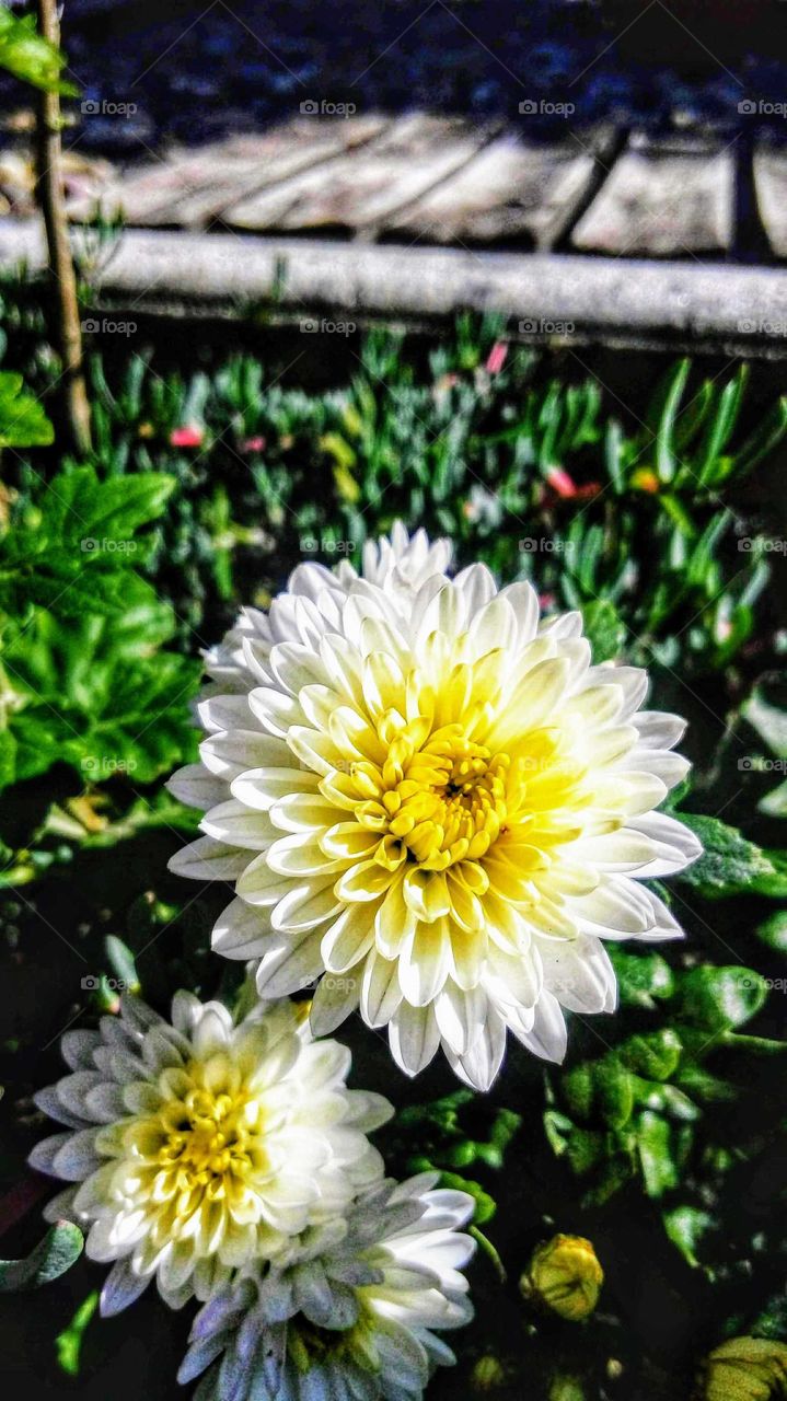 Chrysanthemum, a winter flower