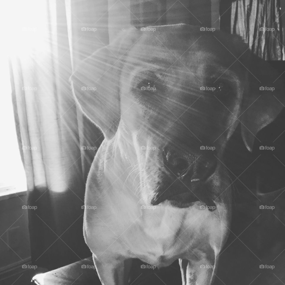 Yellow Labrador in sunshine rays. 