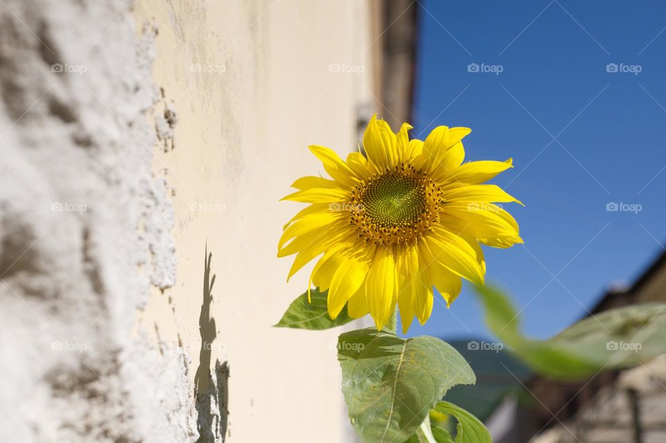 very high sunflower protagonist of the summer