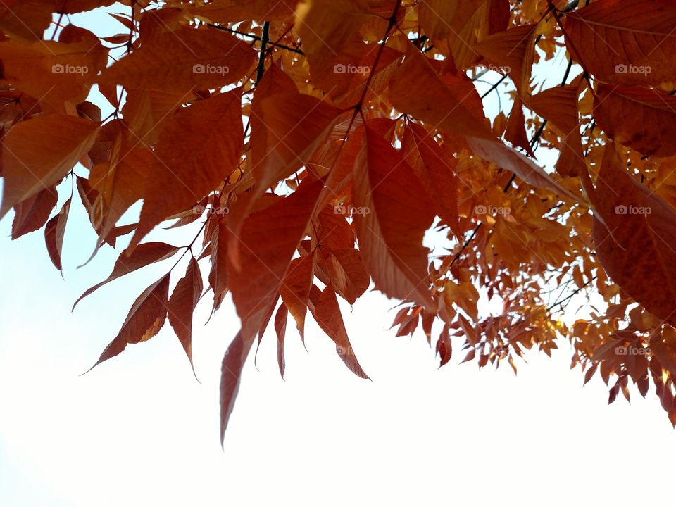 Leaves with the sky.