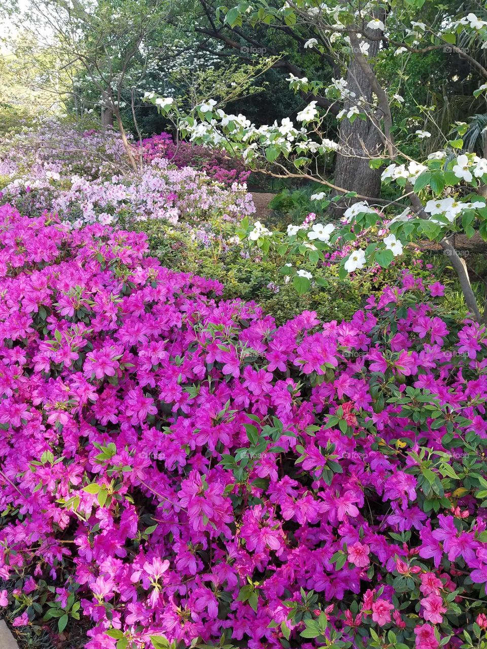 Azelas Dallas Blooms