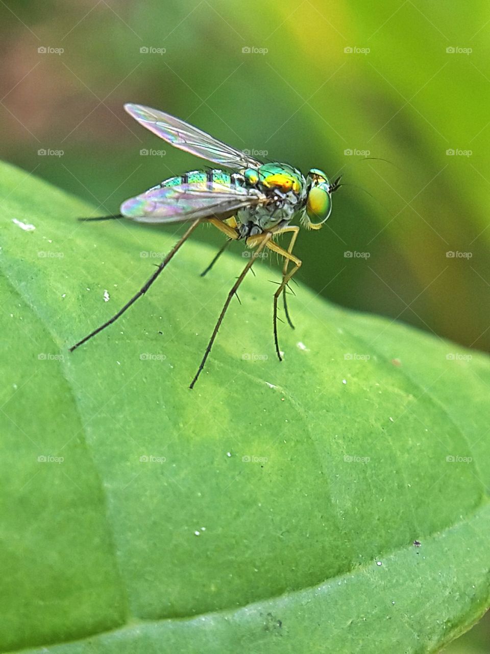 Bug hunters with green leaves