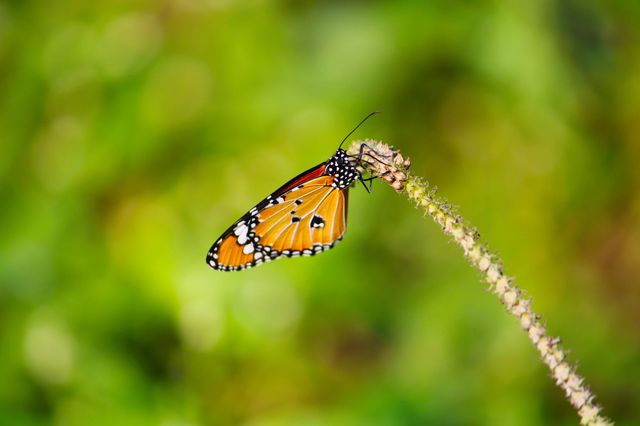 A stunning close-up of a vibrant orange and black butterfly perched delicately on a slender, flowering plant stem