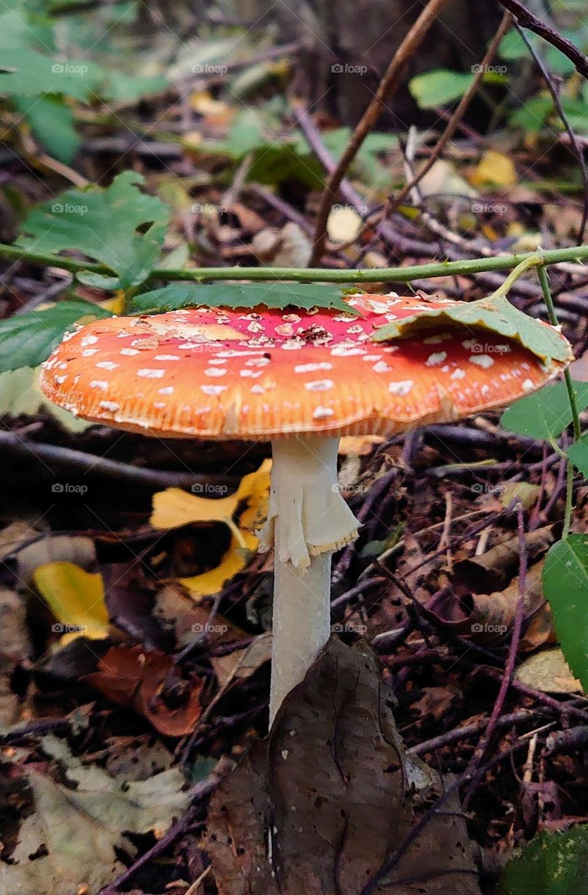 Red mushroom