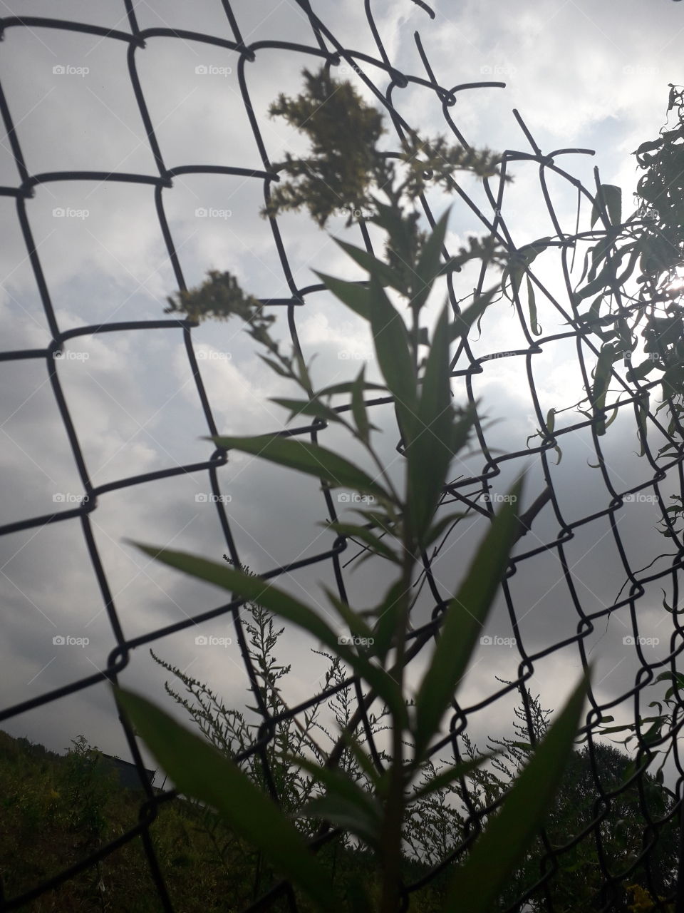 goldenrod and fence mesh