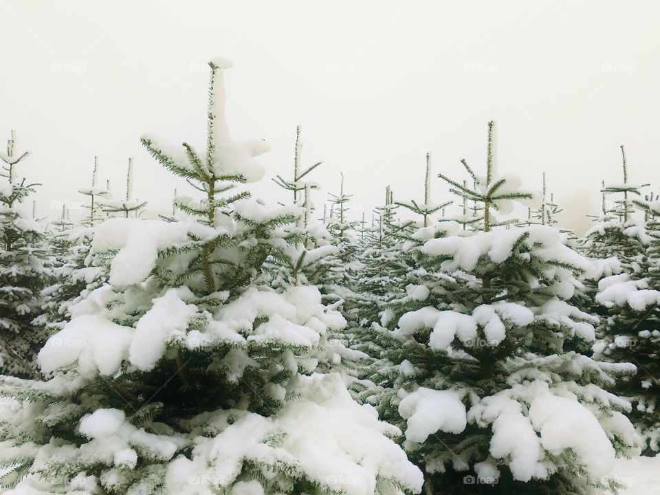 Snow cowering trees