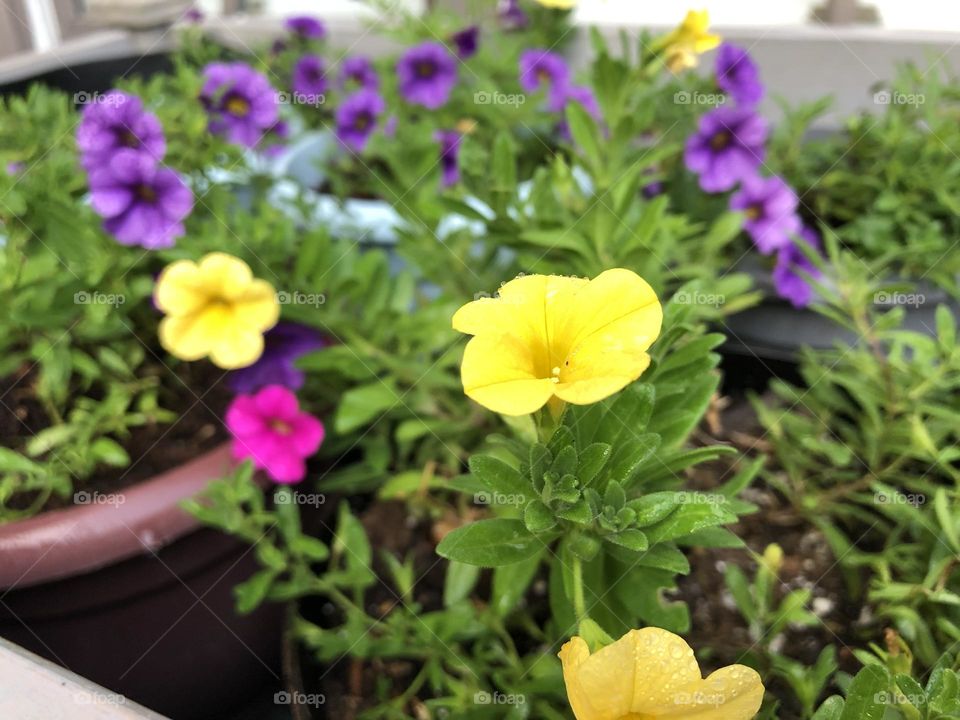 Petunias 