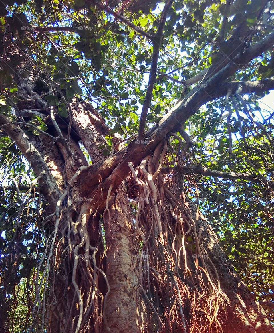 The Banyan tree