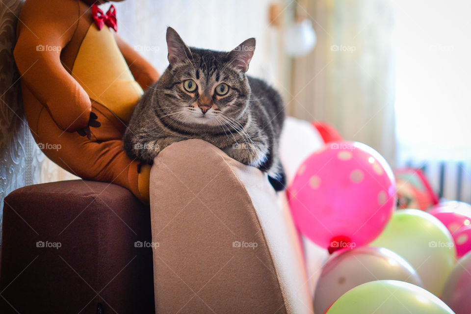 party sad cat