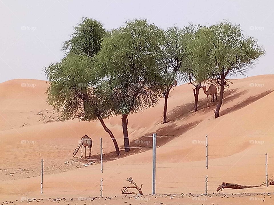 Camels in Sharjah UAE desert