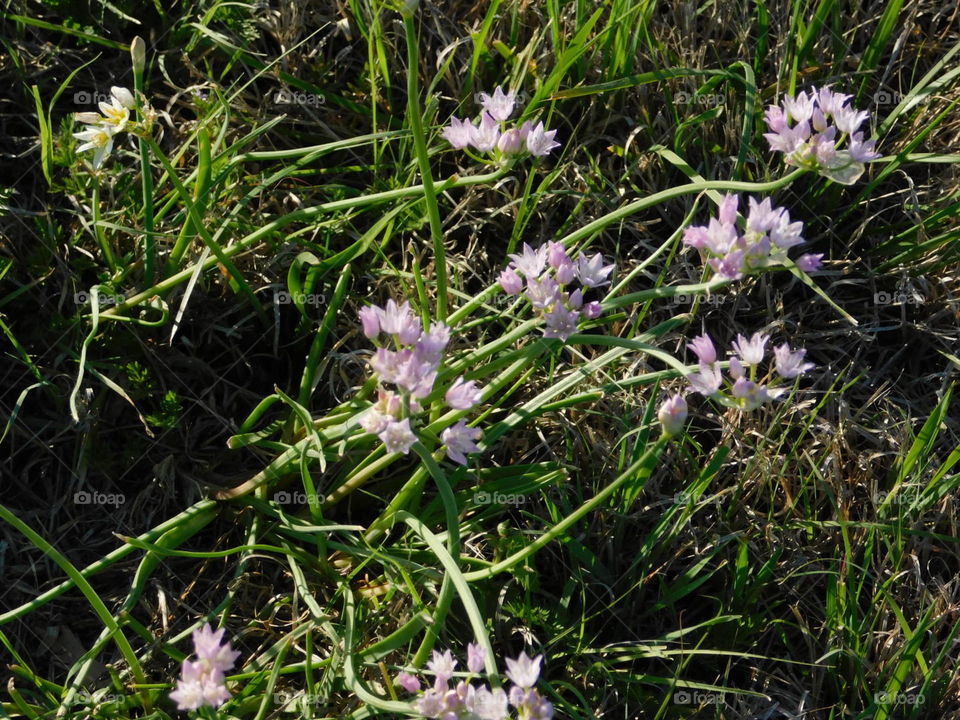 Tiny flower