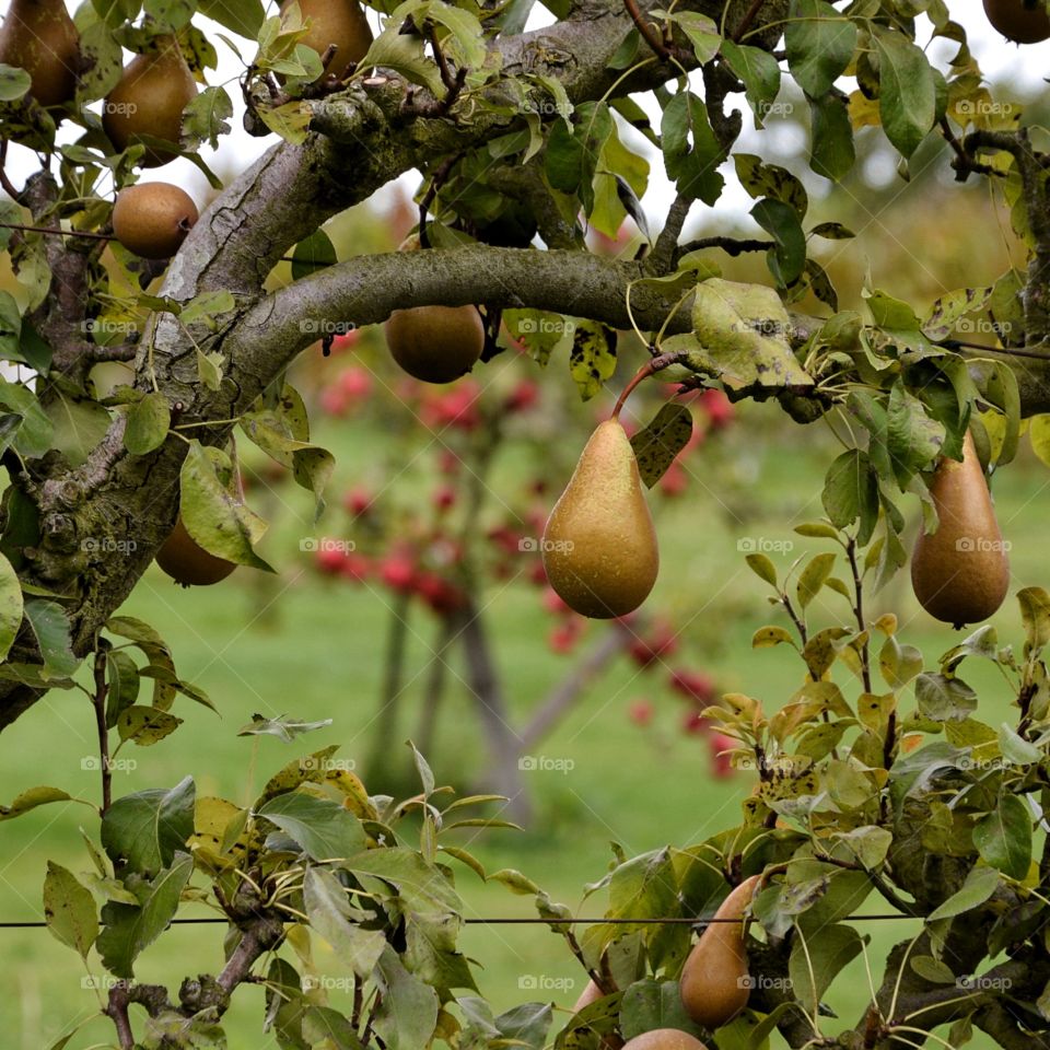 Autumn harvest