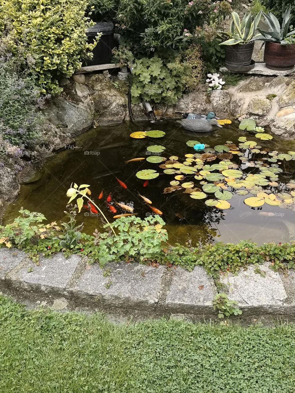 Pond and fish
