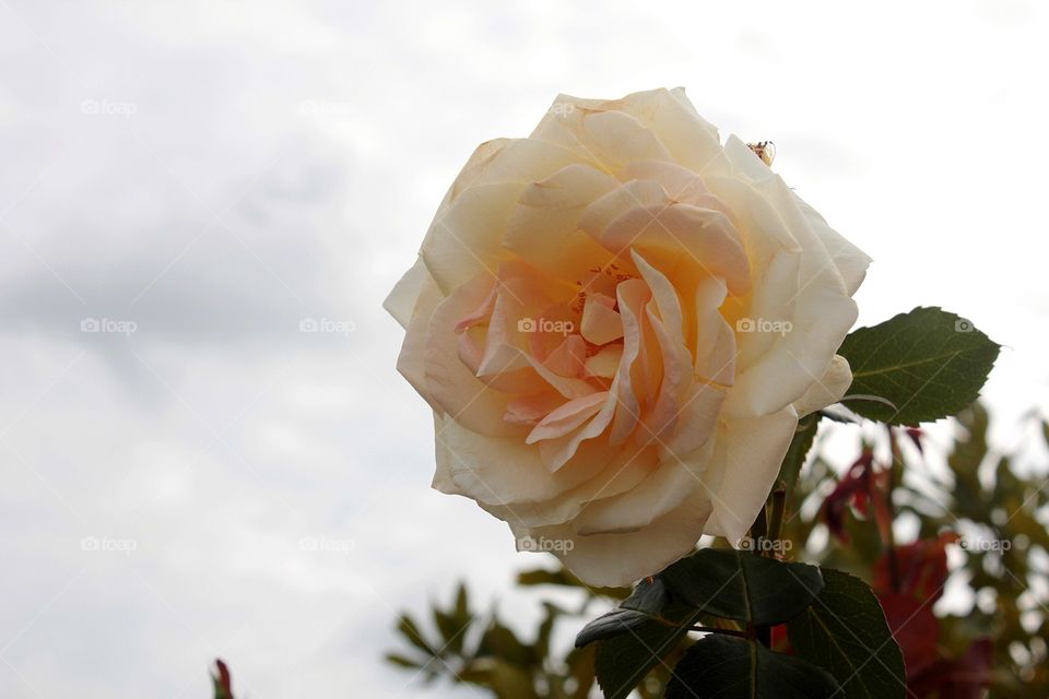 Creamy colored rose blooming with steely grey sky as a background