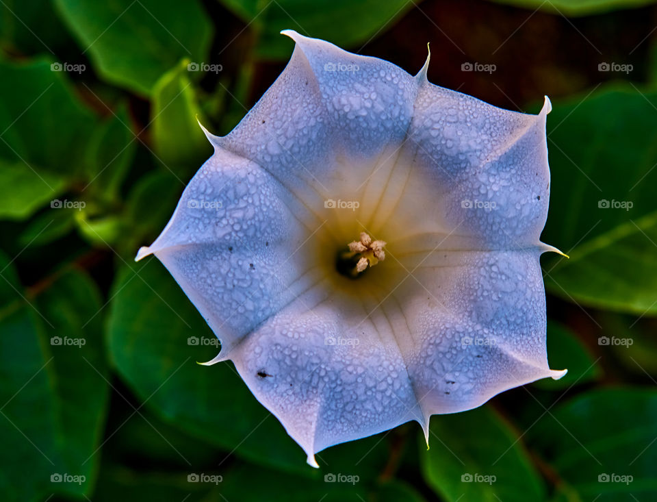 Flower portrait - Angels trumpet