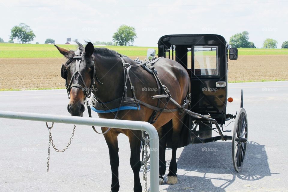 Horse and Buggy Lancaster Pennsylvania