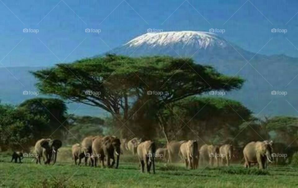 mount kenya creator caption with elephants