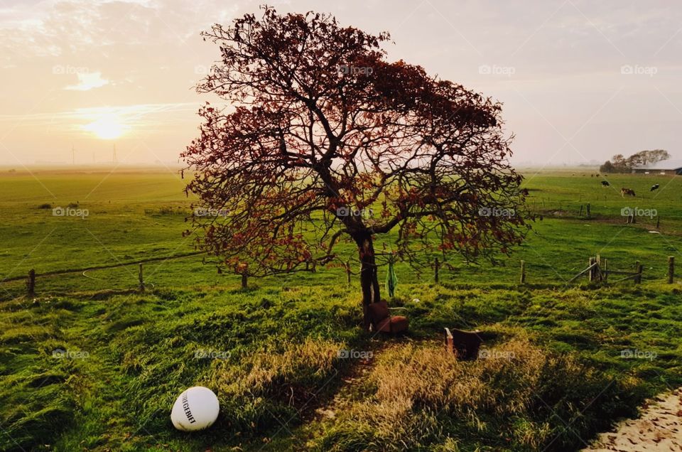 Have a break under the tree, it’s autumn :)