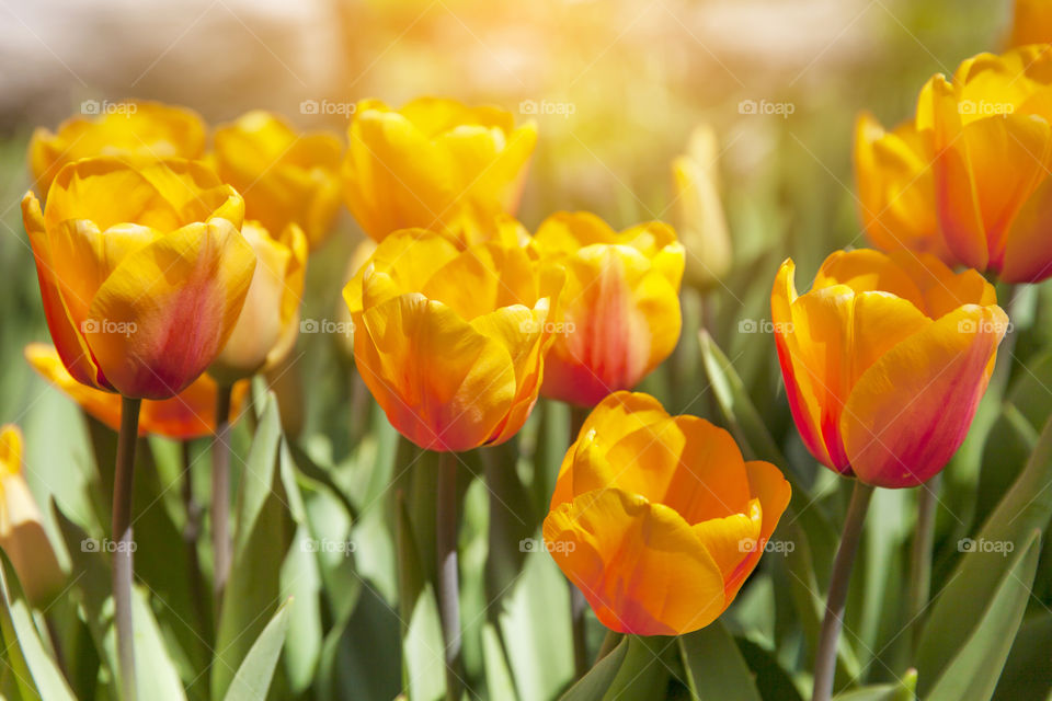 Gorgeous bright tulips in spring