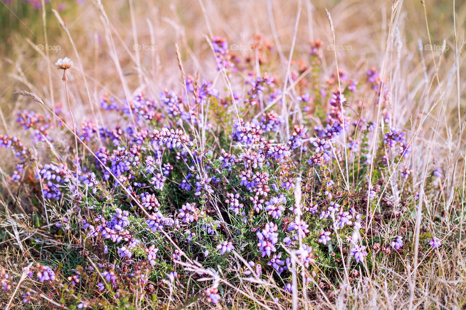 Flowers in the garden