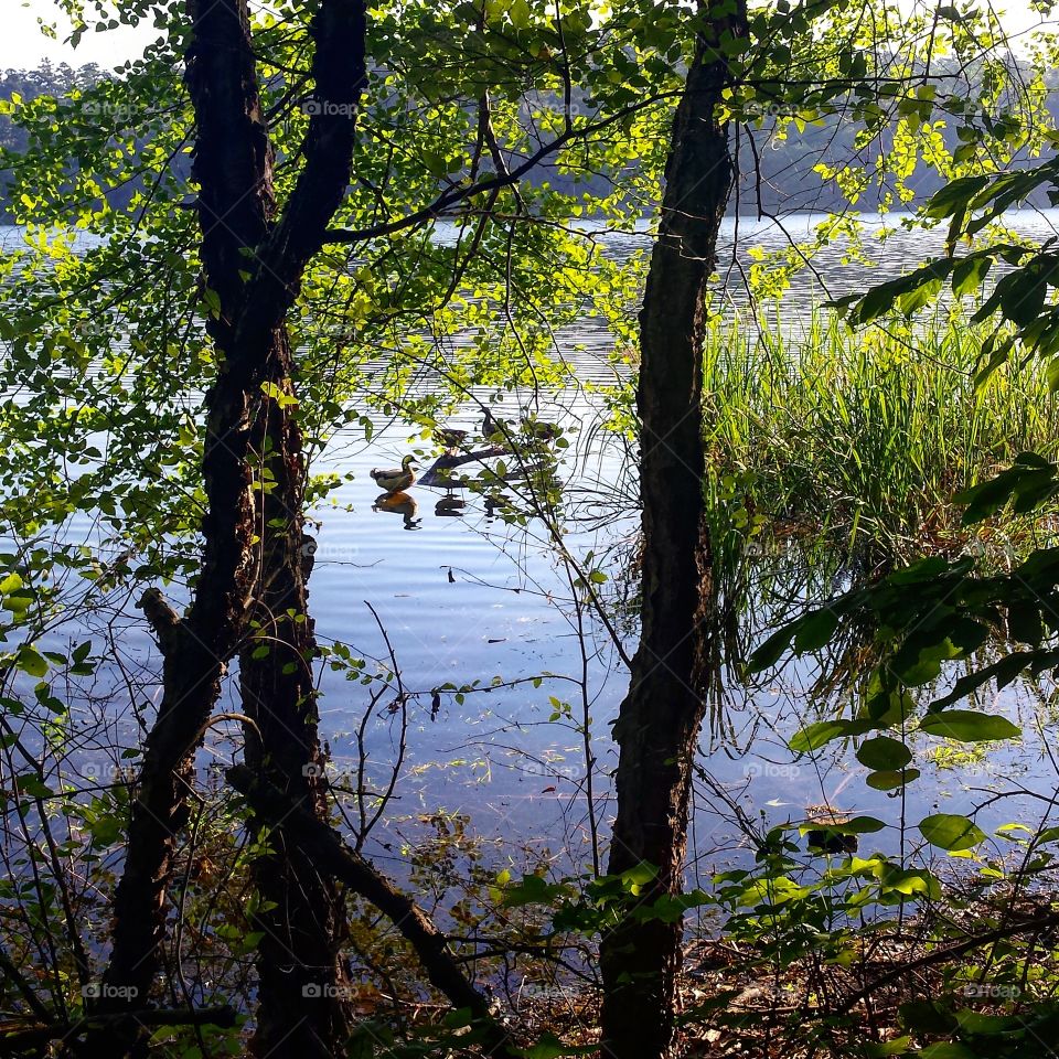 Ducks at the lake