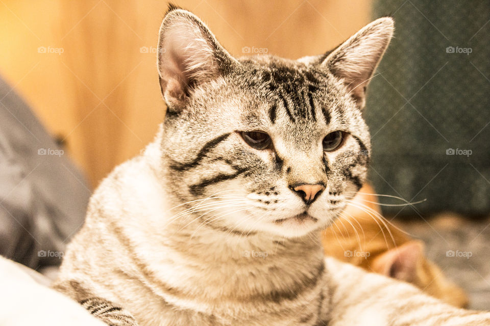 Handsome Siamese lynx 