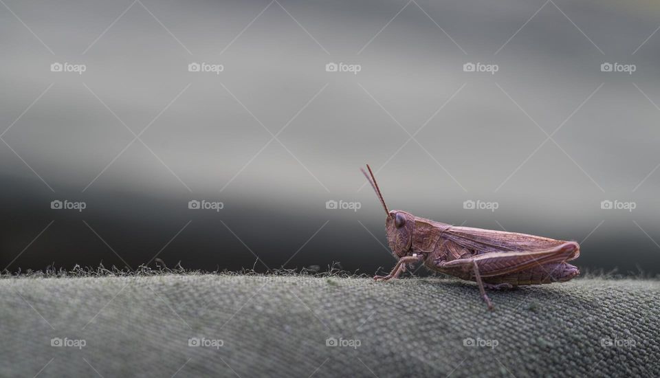 An image of insect grasshopper in a couch.
