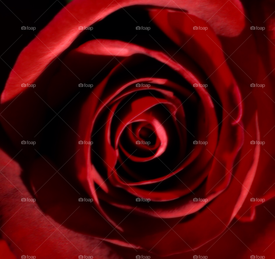 love rose red rose rose macro by lightanddrawing