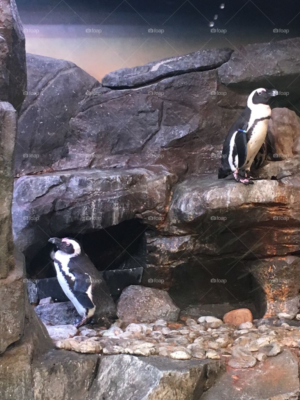 Penguin hangout