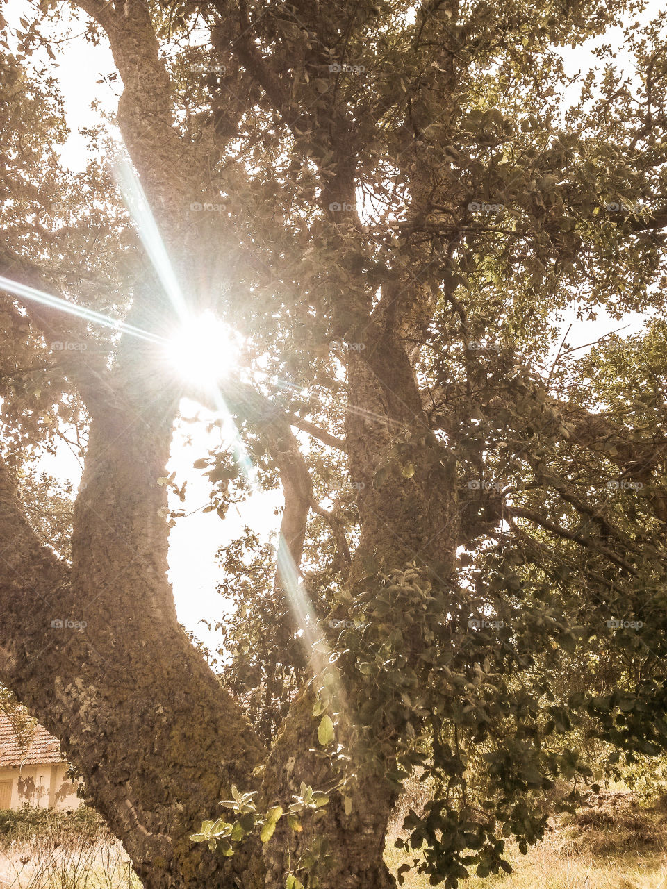 tipical sardinian oak cork over a warm mediterranean Sunlight