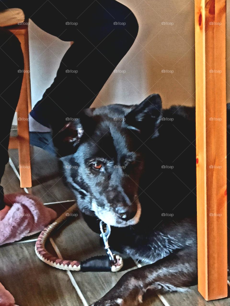 Photo of the year -- Resting dog under the table