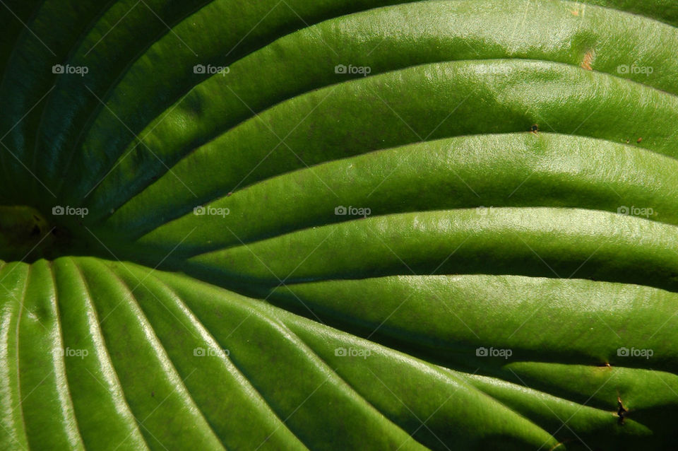 green botany lines leaf by sixcrows