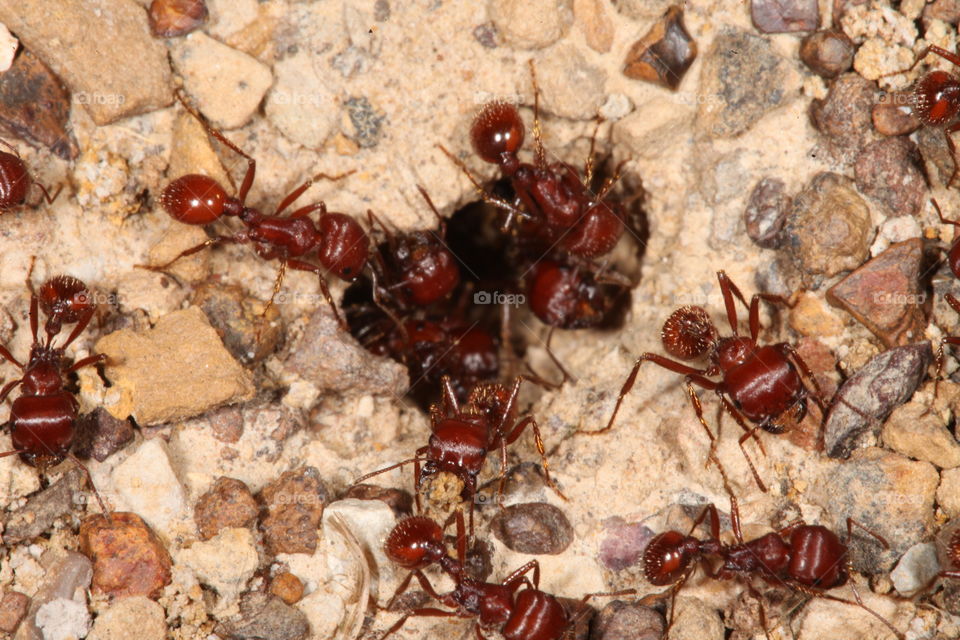 Red Harvester Ants. This is a macro photograph of some Red Harvester Ants around their nest.