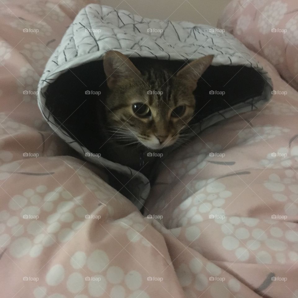 Cat kitten pillow blanket looking cute funny