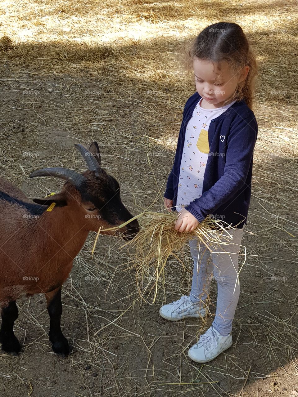 a girl feeds a goat
