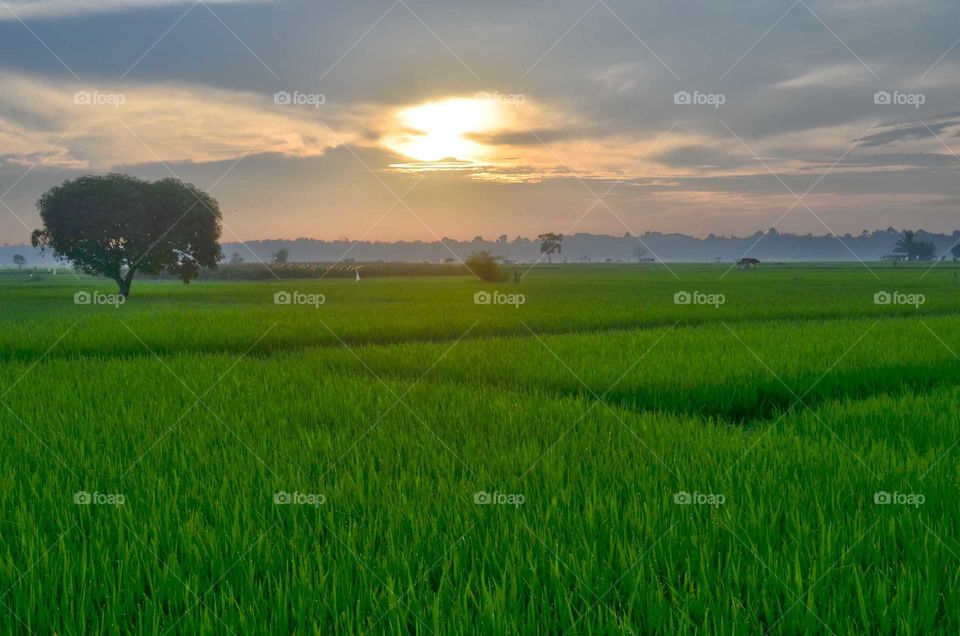 rice field