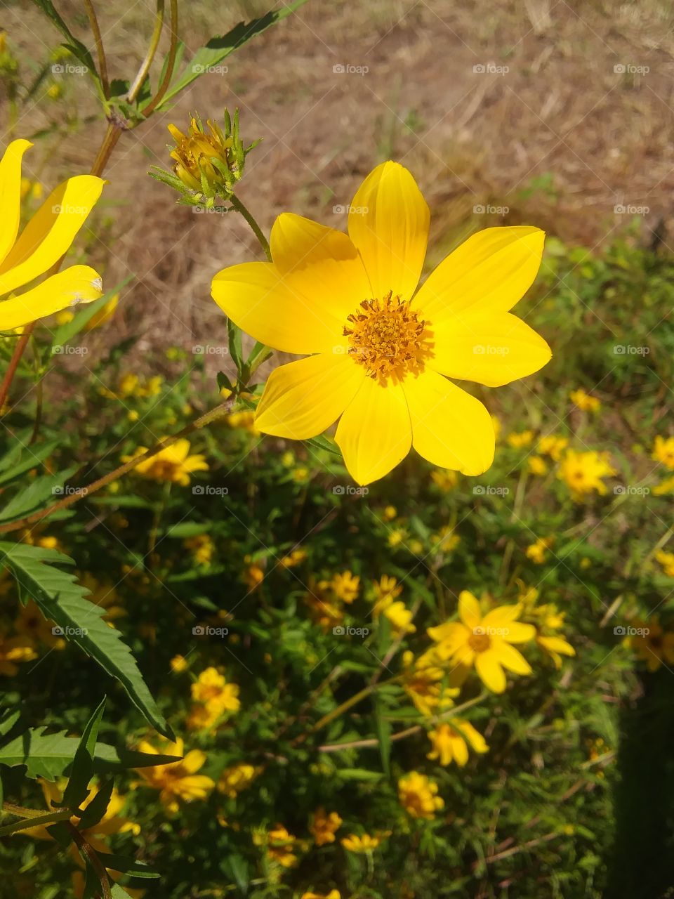yellow wild flowers give a yellow hue