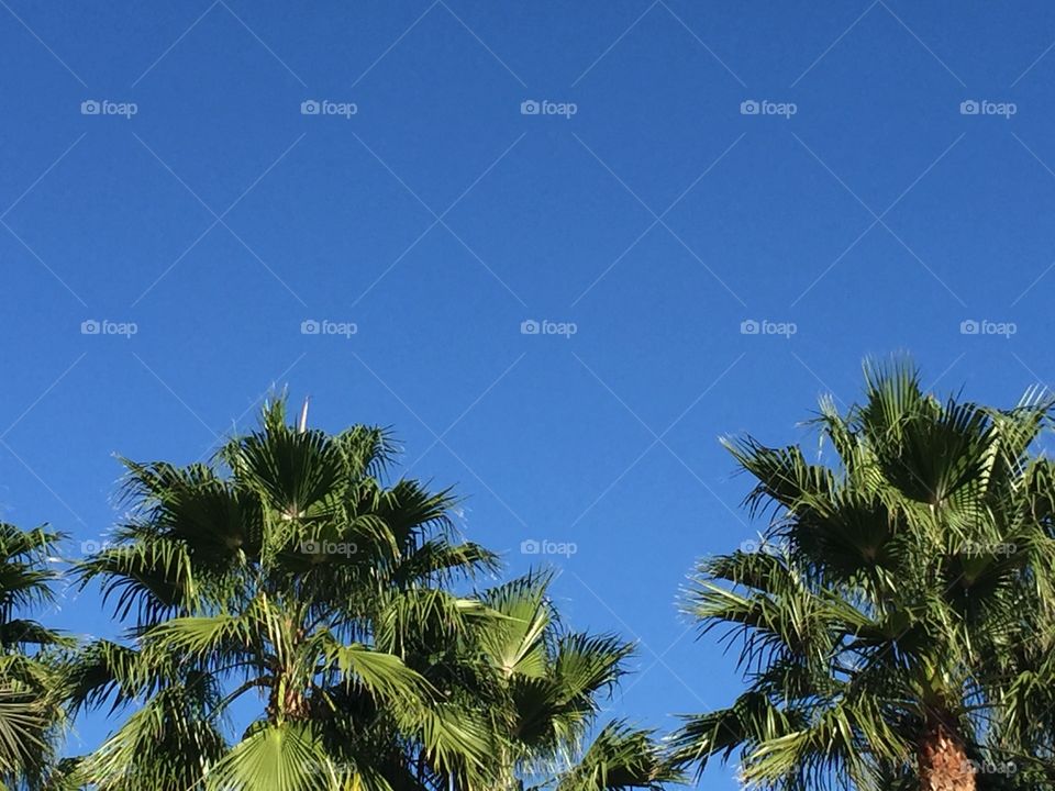 Tree, Palm, No Person, Beach, Sky