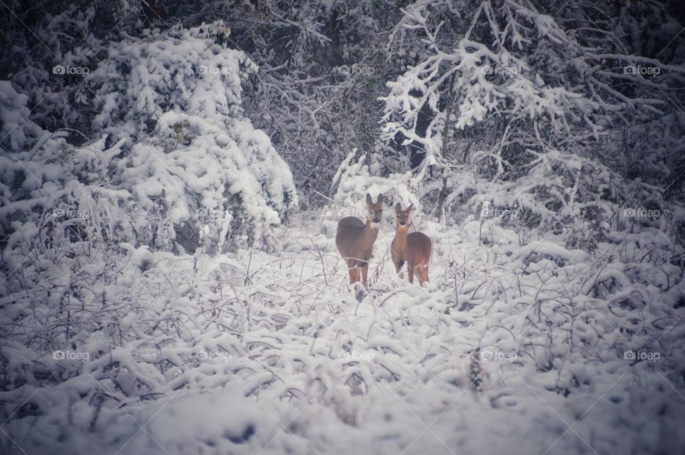 Two beautiful deer in the snowy winter woods.