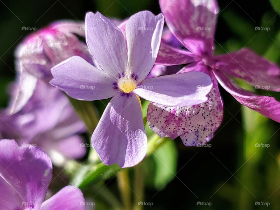 Beautiful monochrome variations of purple spring flowers