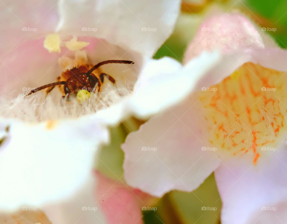 Flower with bug inside